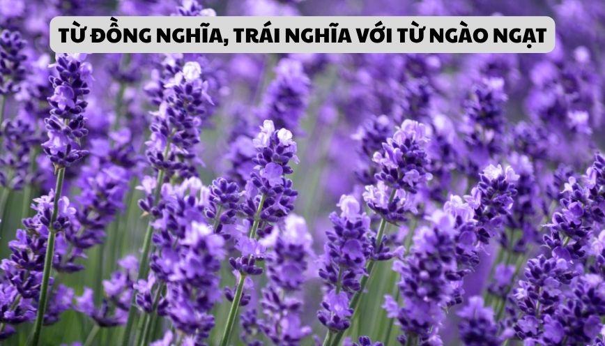 Hiểu đúng từ đồng nghĩa, trái nghĩa với từ ngào ngạt