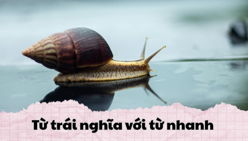 Từ trái nghĩa với từ nhanh
