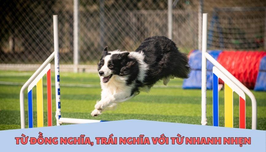 Từ đồng nghĩa, trái nghĩa với từ nhanh nhẹn
