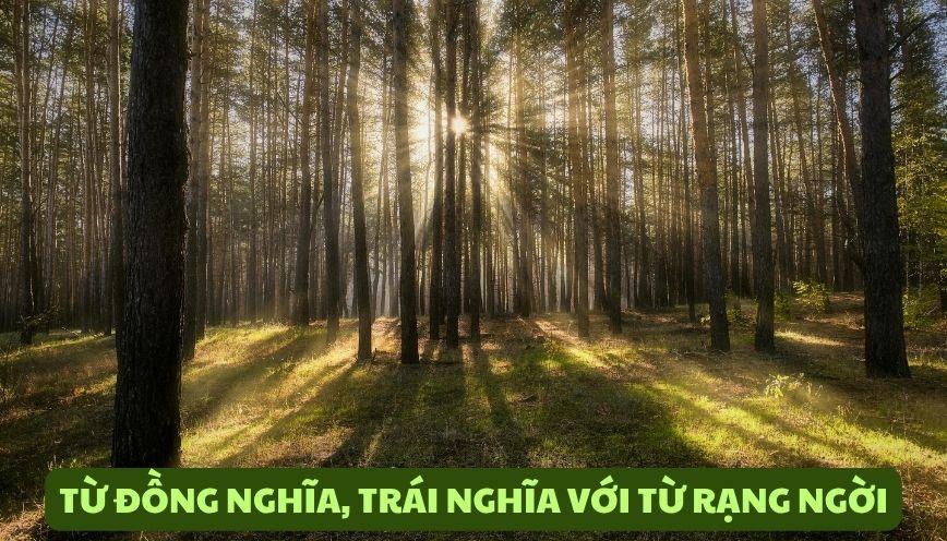 Khám phá từ đồng nghĩa, trái nghĩa với từ rạng ngời