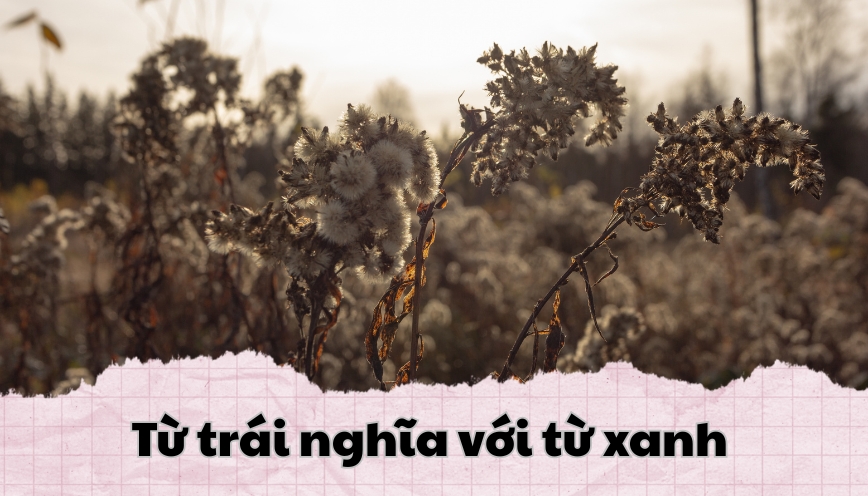 Từ trái nghĩa với từ xanh